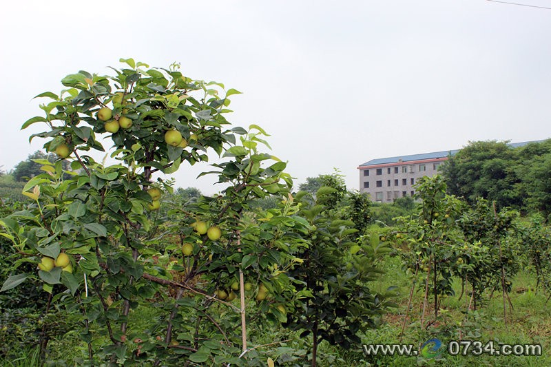 中國(guó)衡陽(yáng)新聞網(wǎng) m.gdaosheng.com