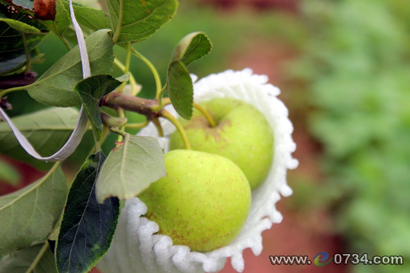 中國(guó)衡陽(yáng)新聞網(wǎng) m.gdaosheng.com